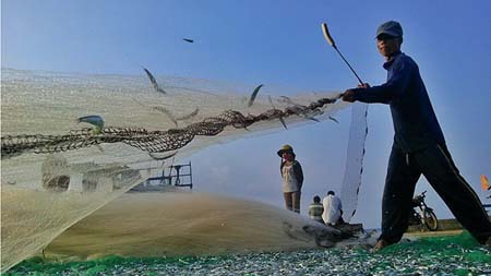 Mùa ngư dân thu hoạch cá cơm ở Lý Sơn, Quảng Ngãi được đoàn làm phim ghi lại.